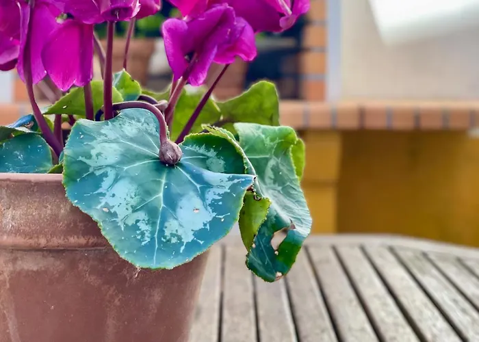 Дом отдыха Santos & Belos